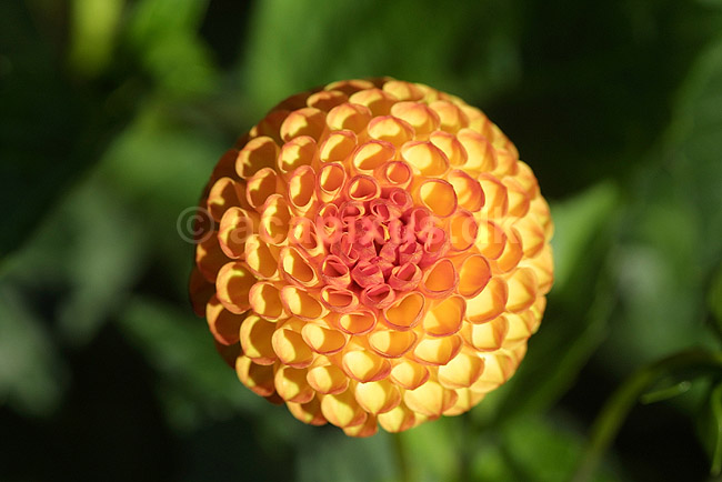 Georgine. Hybrid Wivex. Have-dahlia; Dahlia; Landboh�jskolens Have / Frederiksberg; ; ; planter; 