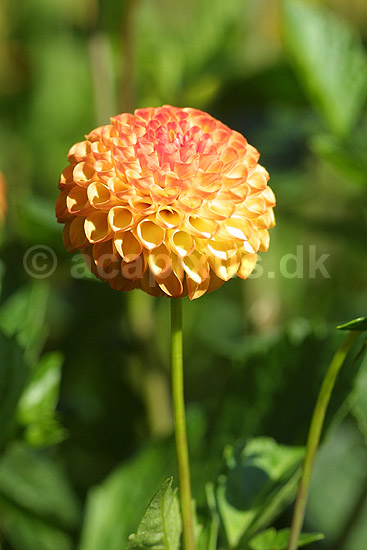 Georgine. Hybrid Wivex. Have-dahlia; Dahlia; Landboh�jskolens Have / Frederiksberg; ; ; planter; 