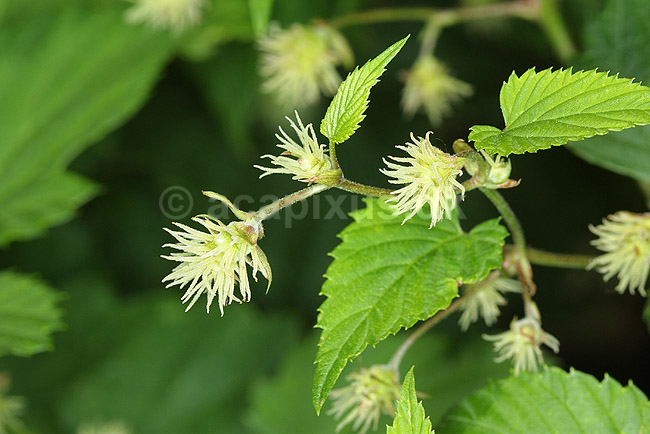 Humle blomster; Humulus lupulus, Cannabaceae; Landboh�jskolens Have / Frederiksberg; ; ; planter; 