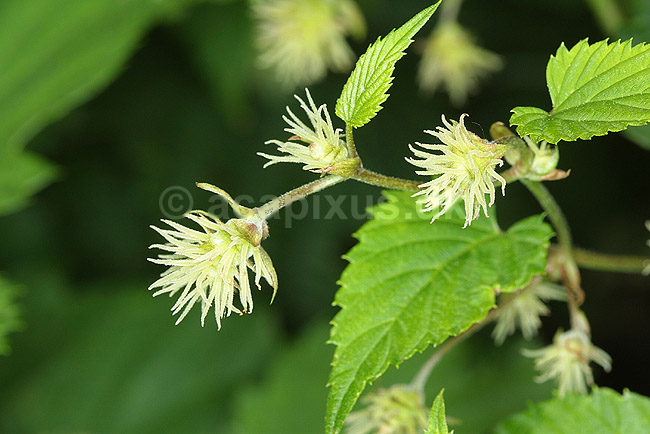 Humle blomster; Humulus lupulus, Cannabaceae; Landboh�jskolens Have / Frederiksberg; ; ; planter; 