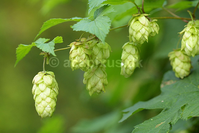 Humle blomster; Humulus lupulus, Cannabaceae; Landboh�jskolens Have / Frederiksberg; ; ; planter; 
