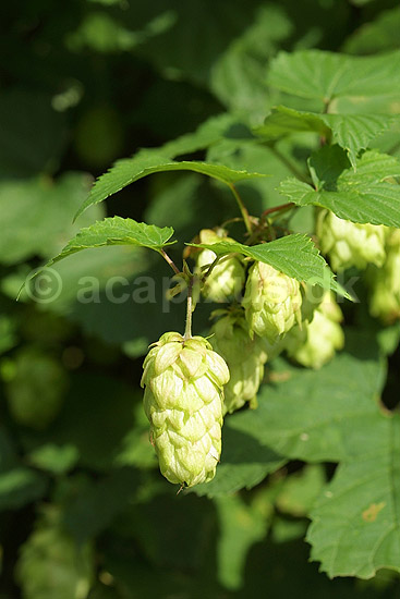 Humle blomster; Humulus lupulus, Cannabaceae; Landboh�jskolens Have / Frederiksberg; ; ; planter; 