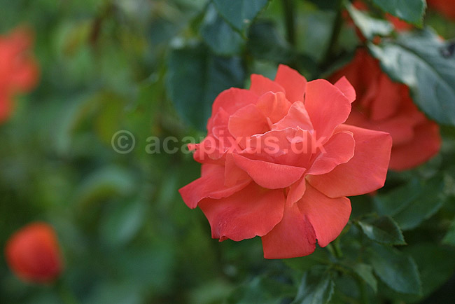 Buket rose - Harvest Sun; Rosa; Landboh�jskolens Have / Frederiksberg; ; ; planter; 