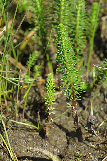 Almindelig Hestehale; Hippuris vulgaris, Hippuridaceae; Vandplasken / K�rsg�rd Strand / L�nstrup / Nordjylland; ; ; planter; 