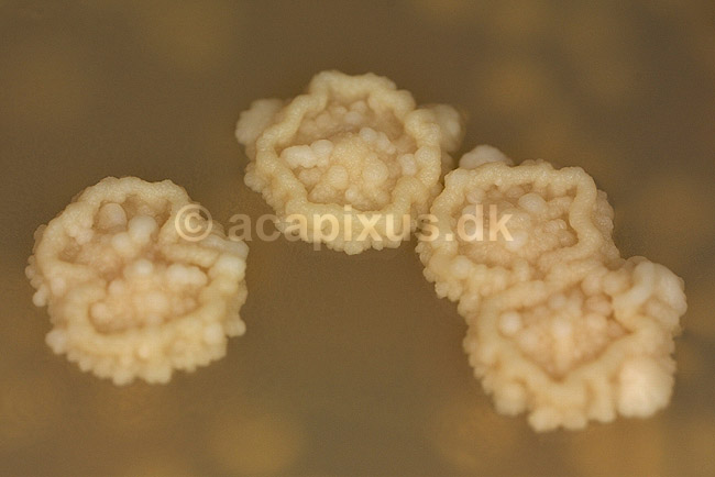 Bageg�r p� agarplade, sukkersvamp; Saccharomyces cerevisiae; ; ; ; svampe; 