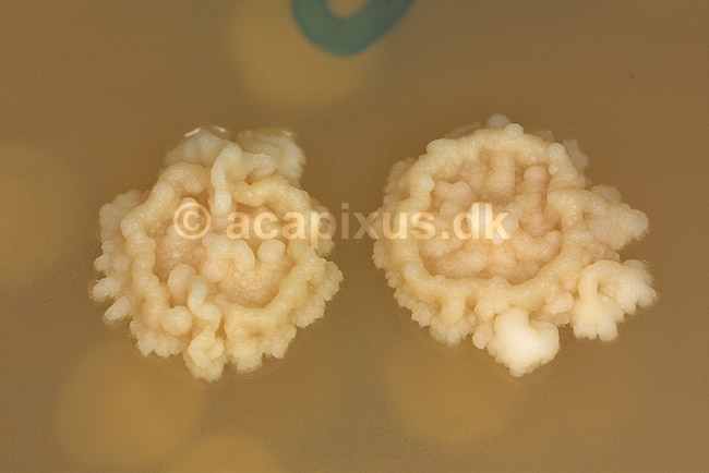 Bageg�r p� agarplade, sukkersvamp; Saccharomyces cerevisiae; ; ; ; svampe; 