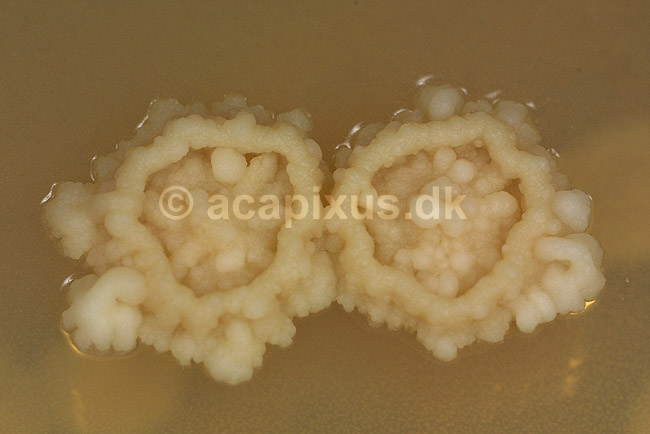 Bageg�r p� agarplade, sukkersvamp; Saccharomyces cerevisiae; ; ; ; svampe; 