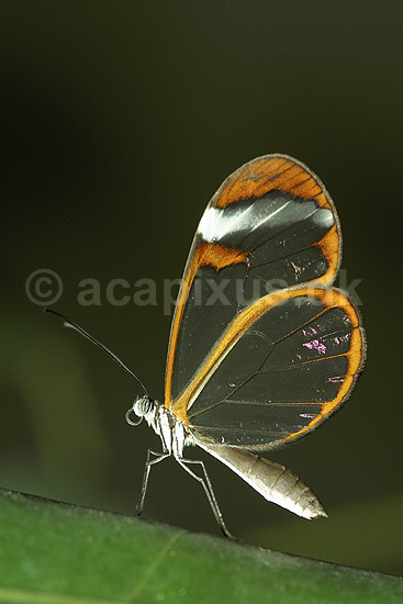 Sommerfugl, Glasvinge; Oleria tigilla, Ithomiidae; Tropehuset / Zoologisk Have / K�benhavn; ; ; insekter; 