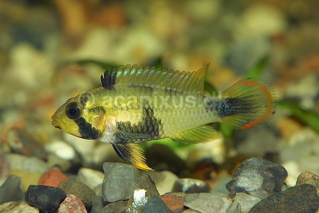 Sydamerikansk dv�rgcichlide, hun; Apistogramma panduro; ; ; ; fisk; akvarium akvariefisk