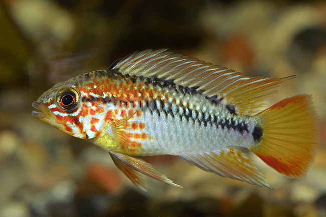 Sydamerikansk dv�rgcichlide, han; Apistogramma viejita; ; ; ; fisk; akvarium akvariefisk