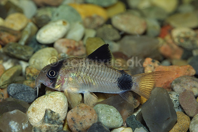 Pansermalle; Corydoras panduro; ; ; ; fisk; akvarium akvariefisk