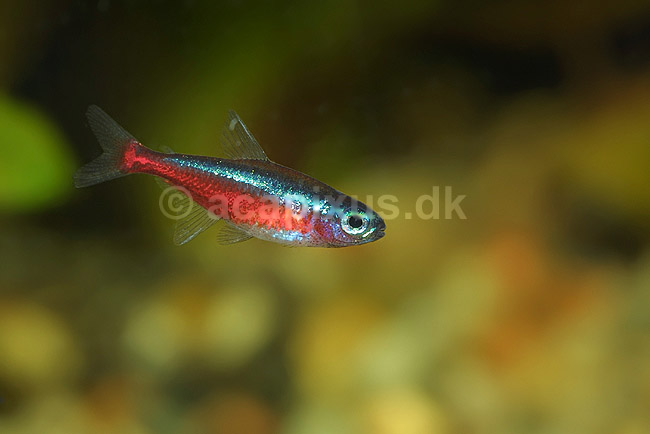 R�d neonfisk; Paracheirodon axelrodi; ; ; ; fisk; akvarium akvariefisk