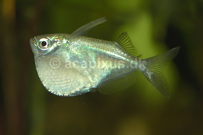 Glas�ksefisk; Carnegiella myersi; ; ; ; fisk; akvarium akvariefisk