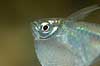 Fish Carnegiella myersi    fish aquarium fish tank