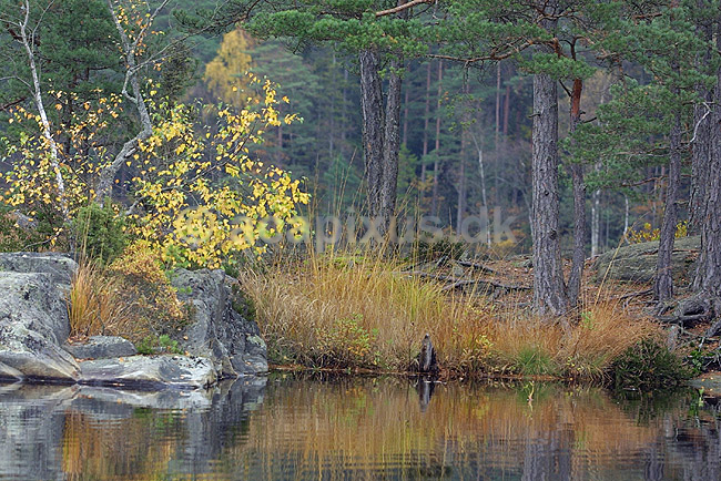 S� og skov landskab i Sverige; ; ; Sverige; Europa; ; landskaber