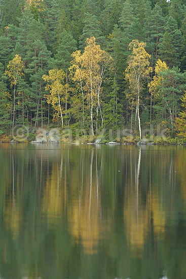 S� og skov landskab i Sverige; ; ; Sverige; Europa; ; landskaber