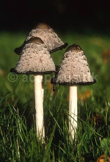 Paryk-bl�khat; Coprinus comatus; Kullen; Sverige; Europa; svampe; 