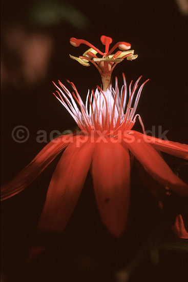 Passionsblomst; Passiflora spec., Passifloraceae; Yasuni NP / Amazonas; Equador, Ecuador; Syd Amerika; planter; 