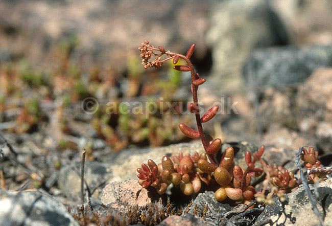 Hvid Stenurt; Sedum album; �land; Sverige; Europa; planter; 