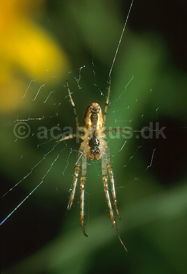Korsedderkop i net (underside); Araneus diademata, Araneidae; Have i �lstykke, Sj�lland; ; ; spindlere; 