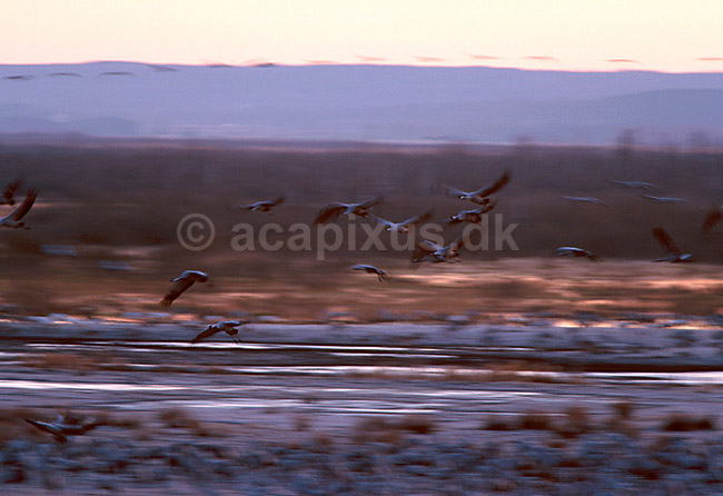 Traner flyver til dansepladsen i skumringen; Grus grus, Gruidae; Hornborga s�en; Sverige; Europa; fugle; 