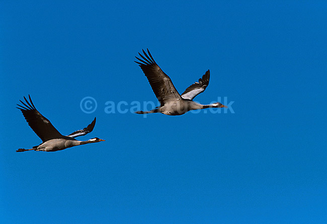 Traner flyver over dansepladsen; Grus grus, Gruidae; Hornborga s�en; Sverige; Europa; fugle; 
