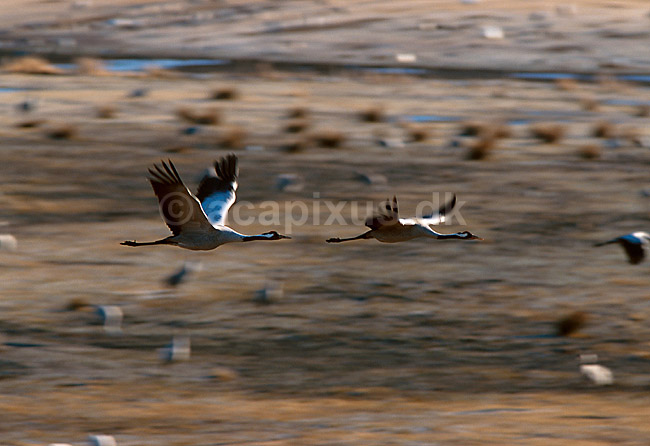 Traner flyver over dansepladsen; Grus grus, Gruidae; Hornborga s�en; Sverige; Europa; fugle; 