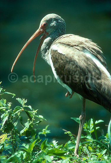 Amerikansk Hvid Ibis; Eudocimus albus, Threskiornithidae; Snake Bight / Everglades NP / Florida; USA; Nord Amerika; fugle; 