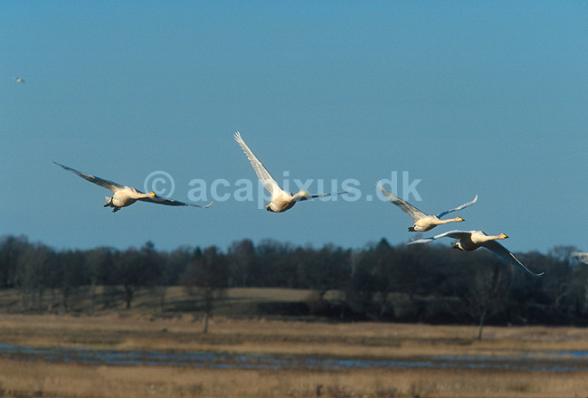 Sangsvaner flyver over Hornborga; Cygnus cygnus, Anatidae; Hornborga s�en; Sverige; Europa; fugle; 
