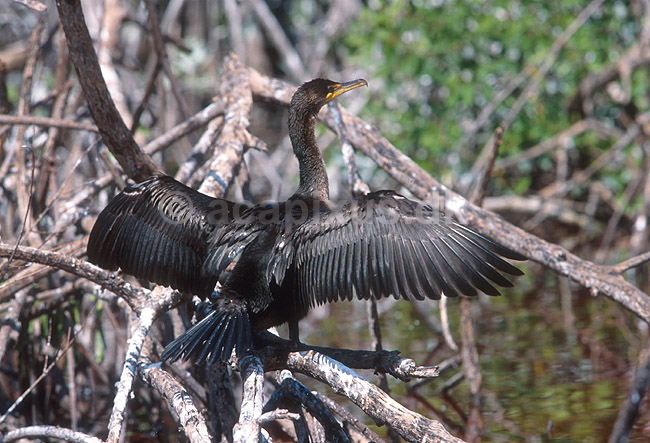Skarv; Phalacrocorax carbo, Phalacrocoracidae; Mexico; ; ; fugle; 