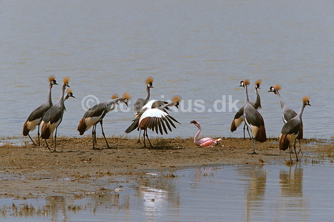 Sydlig krontrane unders�ger syg flamingo; Balearica regulorum, Gruidae; Ngorongoro NP; Tanzania; Afrika; fugle; 
