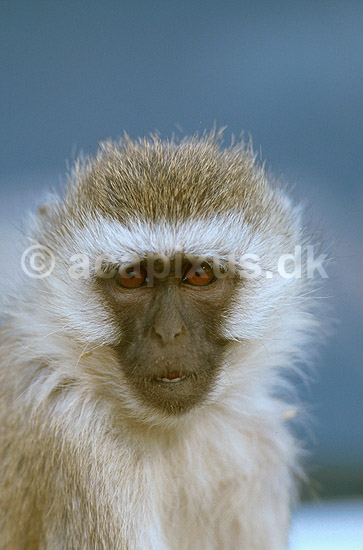 Hvidgr�n marekat; Cercopithecus aethiops, Cercopithecidae; Ngorongoro NP; Tanzania; Afrika; pattedyr; 