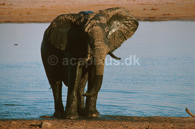 Afrikansk elefant, mudderbader i vandhul; Loxodonta africana, Elefantidae; Nyamandhlovu Pan / Hwange NP; Zimbabwe; Afrika; pattedyr; 