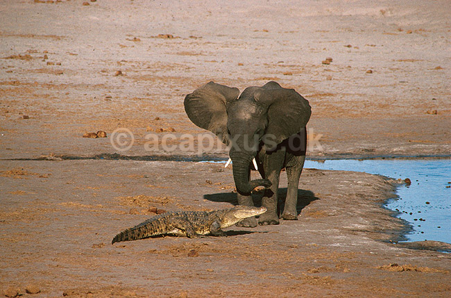 Afrikansk elefant, unge bortjager krokodille; Loxodonta africana, Elefantidae, Crocodylus niloticus, Crocodylidae; Nyamandhlovu Pan / Hwange NP; Zimbabwe; Afrika; pattedyr; 