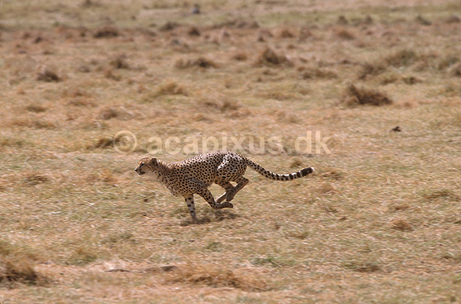 Gepard; Acinonyx jubatus, Felidae; Serengeti NP; Tanzania; Afrika; pattedyr; 