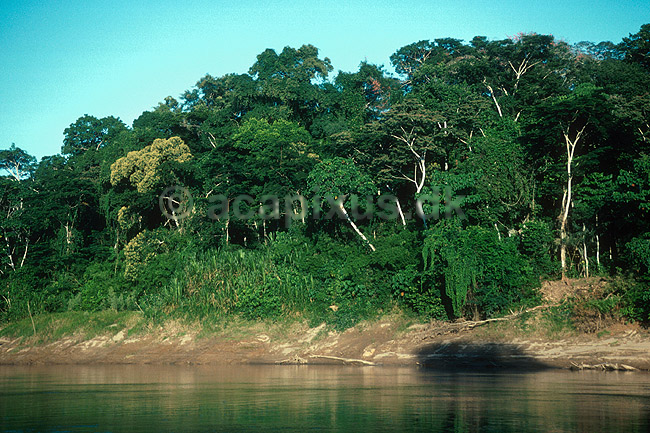 Flodbred med regnskov. I forgrunden Rio Tambopata; ; Tambopata-Candamo Reserve / Amazonas; Peru; Syd Amerika; ; landskaber