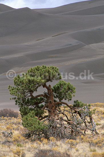 Gammelt fyrretr� foran klitter i Great Sanddunes Natl. Monum.  i Colorado; ; Great Sanddunes / Rocky Mountains / Colorado; USA; Nord Amerika; ; landskaber