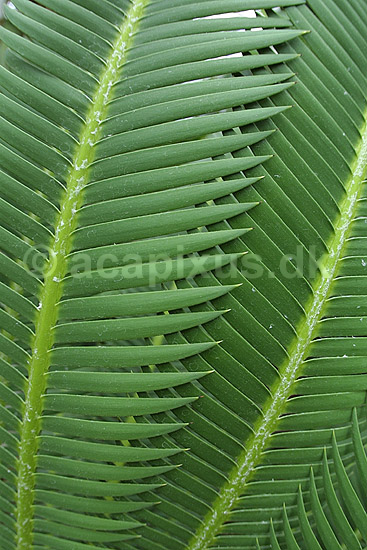 Koglepalme; Dioon edule, Cycadales; Botanisk V�ksthus / K�benhavn; ; ; planter; botanik