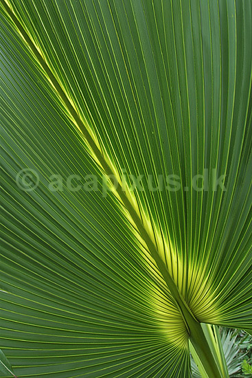 Detallier af palmeblad; Arecaceae; Botanisk V�ksthus / K�benhavn; ; ; planter; botanik