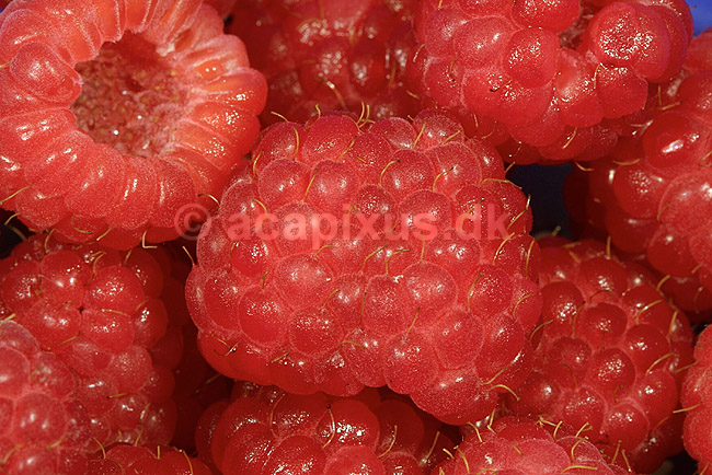 Hindb�r; Rubus idaeus; ; ; ; planter; frugter f�devarer