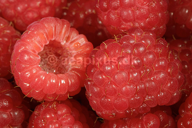 Hindb�r; Rubus idaeus; ; ; ; planter; frugter f�devarer