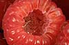  Rubus idaeus    plants fruits food