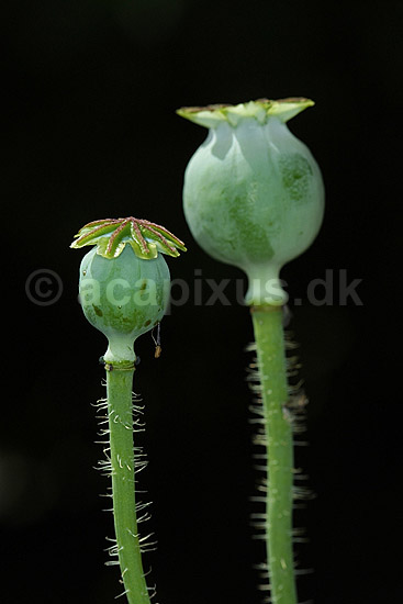 Opiumvalmue; Papaver somniferum Papaveraceae; Landboh�jskolens Have / Frederiksberg; ; ; planter; opium rusmidler narkotika