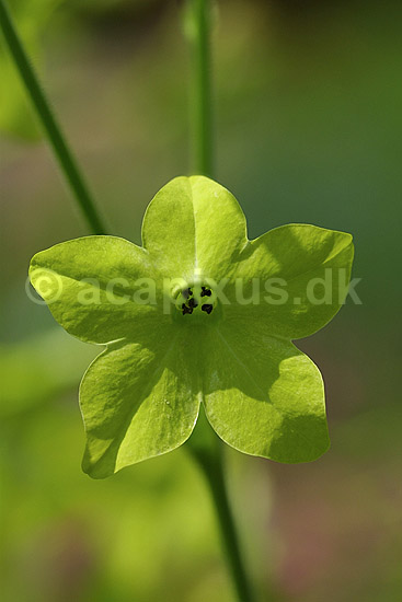 Bondetobak; Nicotiana rustica Solanaceae; Landboh�jskolens Have / Frederiksberg; ; ; planter; blomster nikotin nicotin