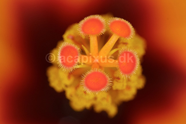 Hibiscus blomst st�vdrager; Hibiscus spec.; Landboh�jskolens Have / Frederiksberg; ; ; planter; blomster