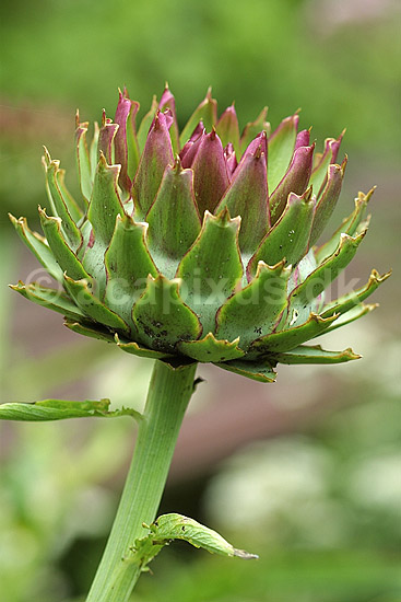 Artiskok blomst der er lige ved at springe ud; Cynara scolymus; Landboh�jskolens Have / Frederiksberg; ; ; planter; blomster f�devarer