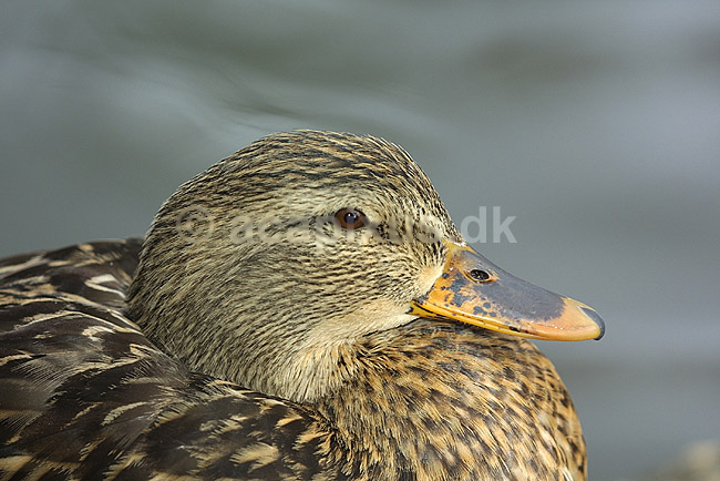 Gr�and; Anas platyrhynchos, Anatidae; K�benhavn ZOO; ; ; fugle; andefugle sv�mmefugle �nder