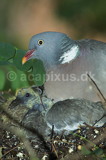 Ringdue p� rede med unger; Columba palumbus Columbidae; ; ; ; fugle; duer duefugle