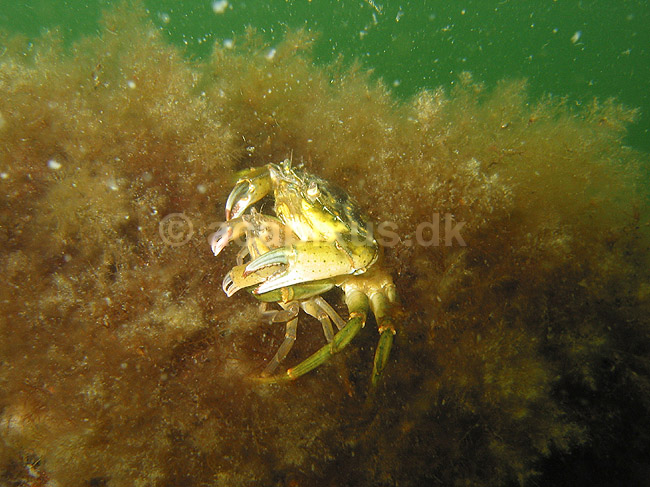 Strandkrabber der parrer sig; Carcinus maenas; R�geleje; ; ; krebsdyr; reproduktion