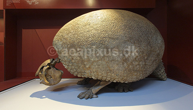 Udd�d armadillo. Udd�d armadillo udgravet i Argentina og udstillet i London Natural History Museum. Extinct giant armadillo; Glyptodon clavipes; Natural History Museum / London; England; Europa; pattedyr; pal�ontologi forsteninger fossiler jurassic